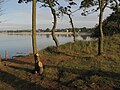 La Forêt-Fouesnant : arbres en bord de mer