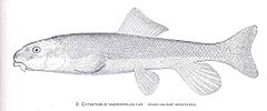 Description de l'image FMIB 34320 Catostomus macrochilus Grd.jpeg.