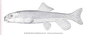 Descrição da imagem FMIB 34320 Catostomus macrochilus Grd.jpeg.