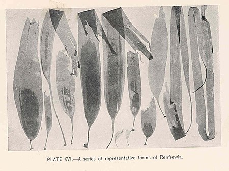 FMIB 47395 Series of representative forms of Renfrewia.jpeg