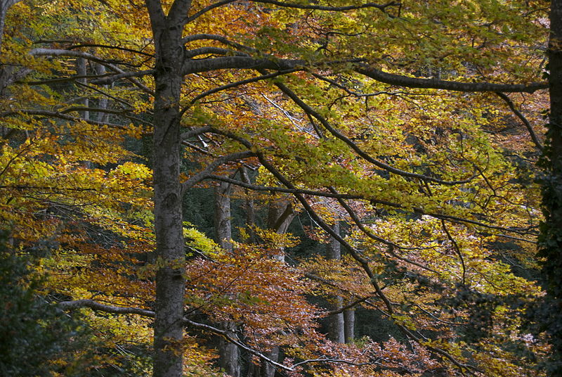 File:Fageda de la Grevolosa.jpg