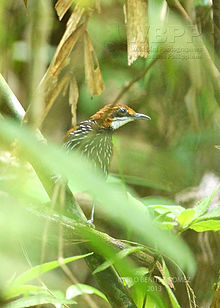 Pogrešeni Wren Babbler.jpg