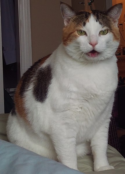 File:Fat calico meow.jpg