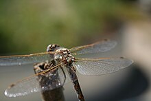 An up close view of a female Sympetrum corruptum, showing where the wings connect to the Synthorax. Female variegated meadowhawk wing attachment.jpg