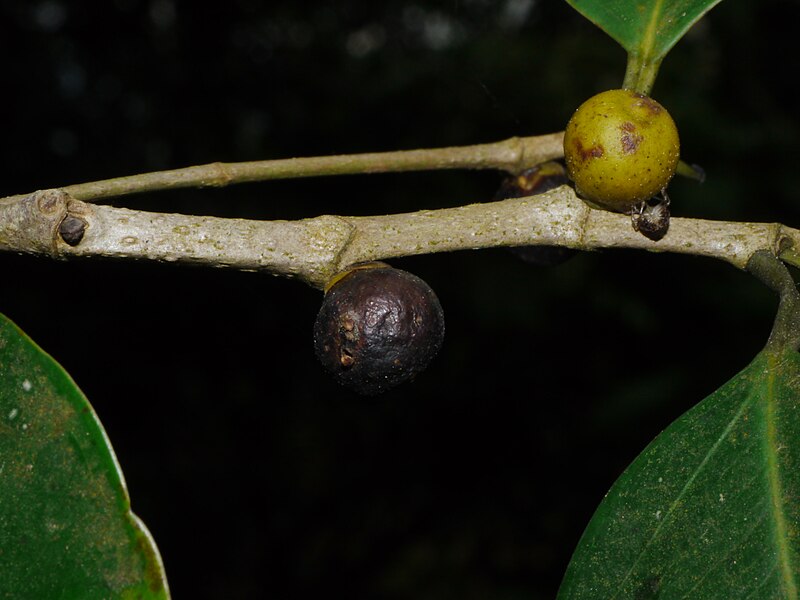 File:Ficus microcarpa P1130327 04.jpg