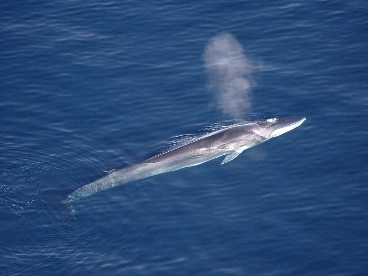 A fin whale surfacing in Greenland