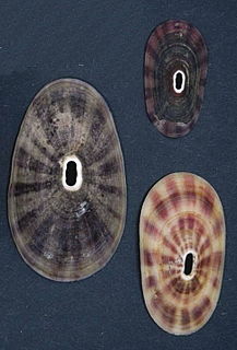 <i>Fissurella oriens</i> Species of gastropod