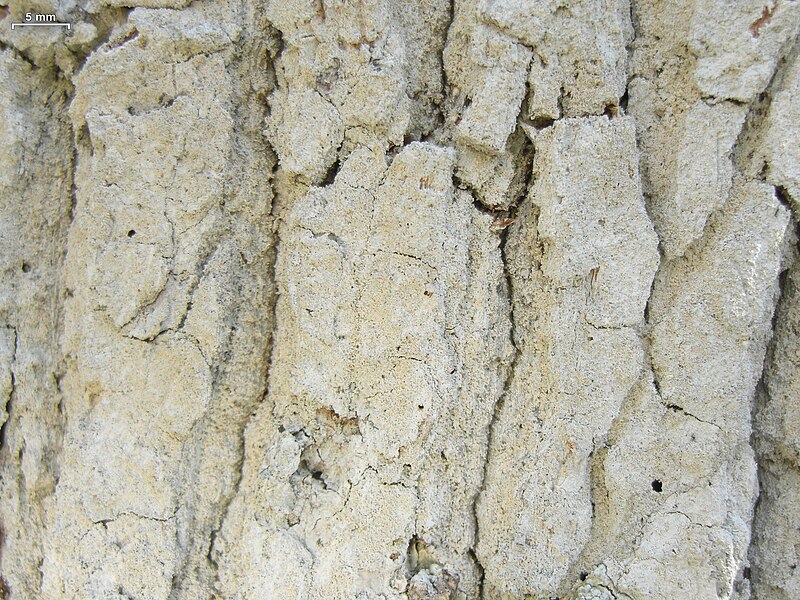File:Fissurina cypressi - Flickr - pellaea (2).jpg
