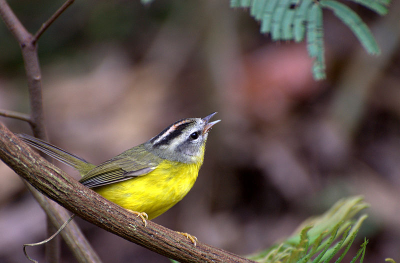 File:Flickr - Dario Sanches - PULA-PULA (Basileuterus culicivorus).jpg