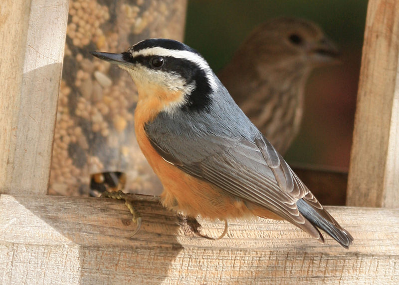 File:Flickr - Oregon Department of Fish & Wildlife - 3322 red-breasted nuthatch male odfw.jpg