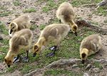 Thumbnail for File:Flickr - Oregon Department of Fish &amp; Wildlife - 6230 goslings munsel.jpg