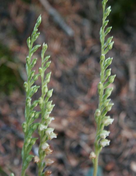 File:Flickr - brewbooks - Goodyera oblongifolia (Western rattlesnake plantain).jpg