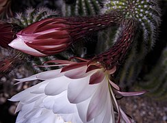 Flor d'echinopsis