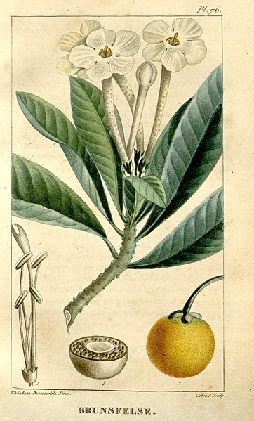 File:Flore médicale des Antilles, ou, Traité des plantes usuelles (Pl. 76) (8203051458).jpg