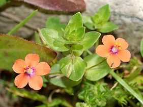 Lysimachia arvensis (Scarlet Pimpernel)