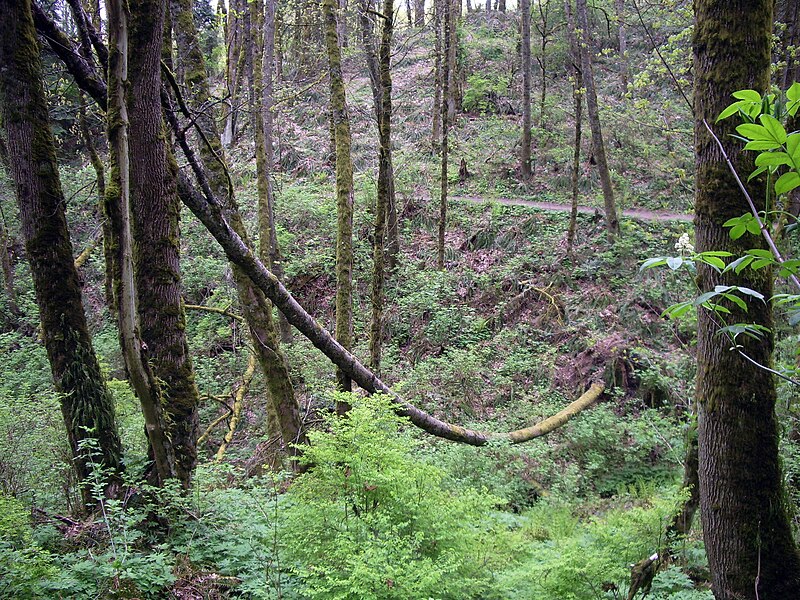 File:Forest park second growth bowed fallen alder P3910.jpeg