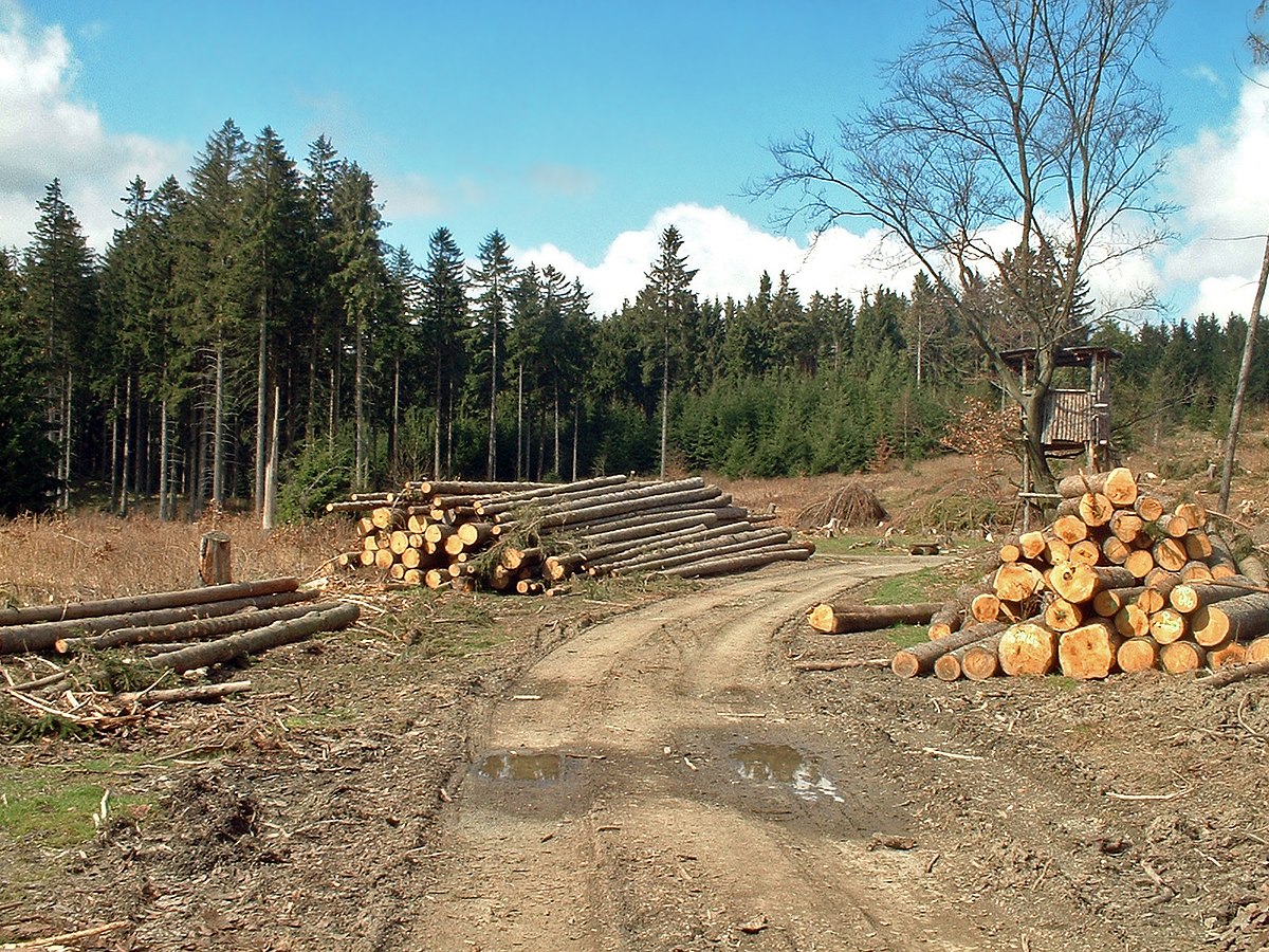 Un Bûcheron A Coupé Un Pin Dans La Forêt. En Plein Air. Banque D