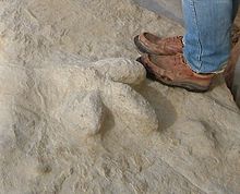 Dinosaur footprint found amongst rocks at the cliff base Fossilised dinosaur footprint fairlght cliffs 2007.JPG