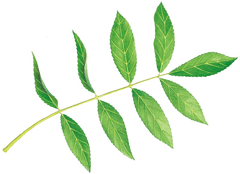 File:Fraxinus excelsior leaf illustration.jpg