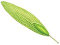 Fraxinus excelsior seed illustration