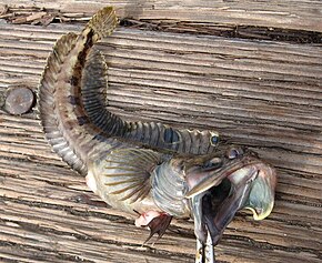 Beskrivelse af Fringehead.jpg-billedet.