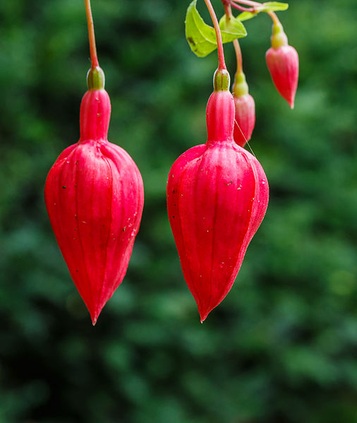 File:Fuchsia 'Jubie-Lin' 01.jpg