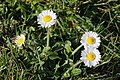 * Nomination Bellis perennis Spurzem 19:42, 22 March 2020 (UTC) * Promotion Good quality. --The Cosmonaut 02:46, 23 March 2020 (UTC)