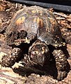 GH - Wilson the Box Turtle (27647870413).jpg