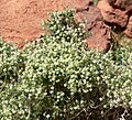 pistillate plant, Lake Mead, NV