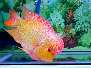 Flowerhorn cichlid