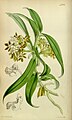 Gastrochilus dasypogon (as syn. Saccolabium denticulatum) plate 4772 in: Curtis's Bot. Magazine (Orchidaceae), vol. 80, (1854)