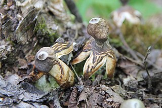 <i>Geastrum quadrifidum</i> Species of fungus in the family Geastraceaea