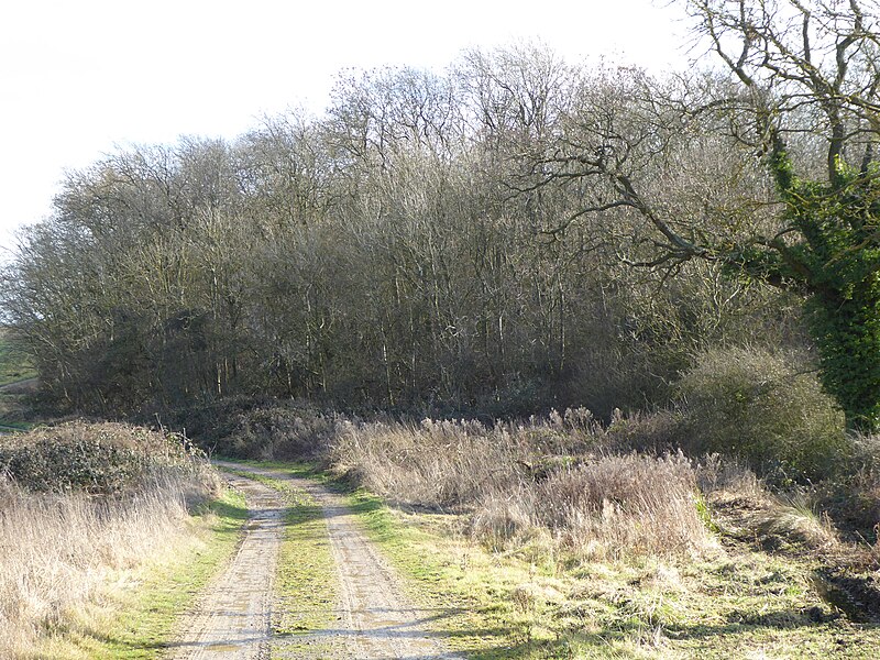 File:Geddington Chase SSSI 2.jpg