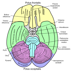 Basal view of a human brain