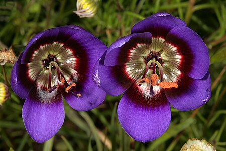 Geissorhiza monanthos