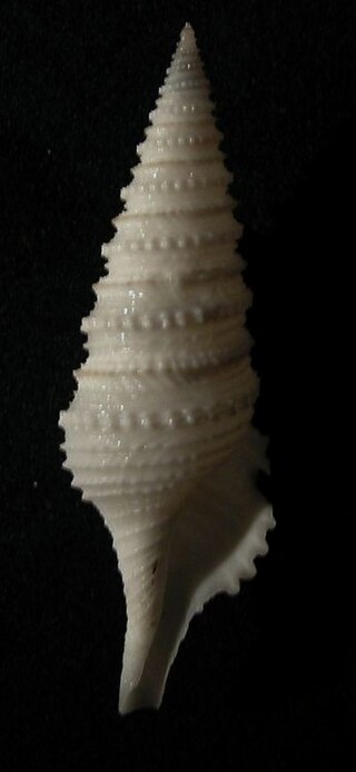 <i>Gemmula sogodensis</i> Species of gastropod