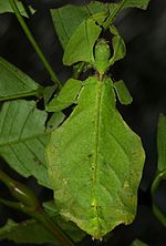 Vignette pour Phyllium giganteum