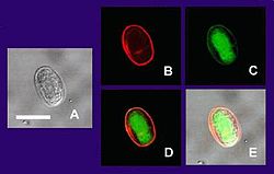 Forskellige varianter af Giardia.