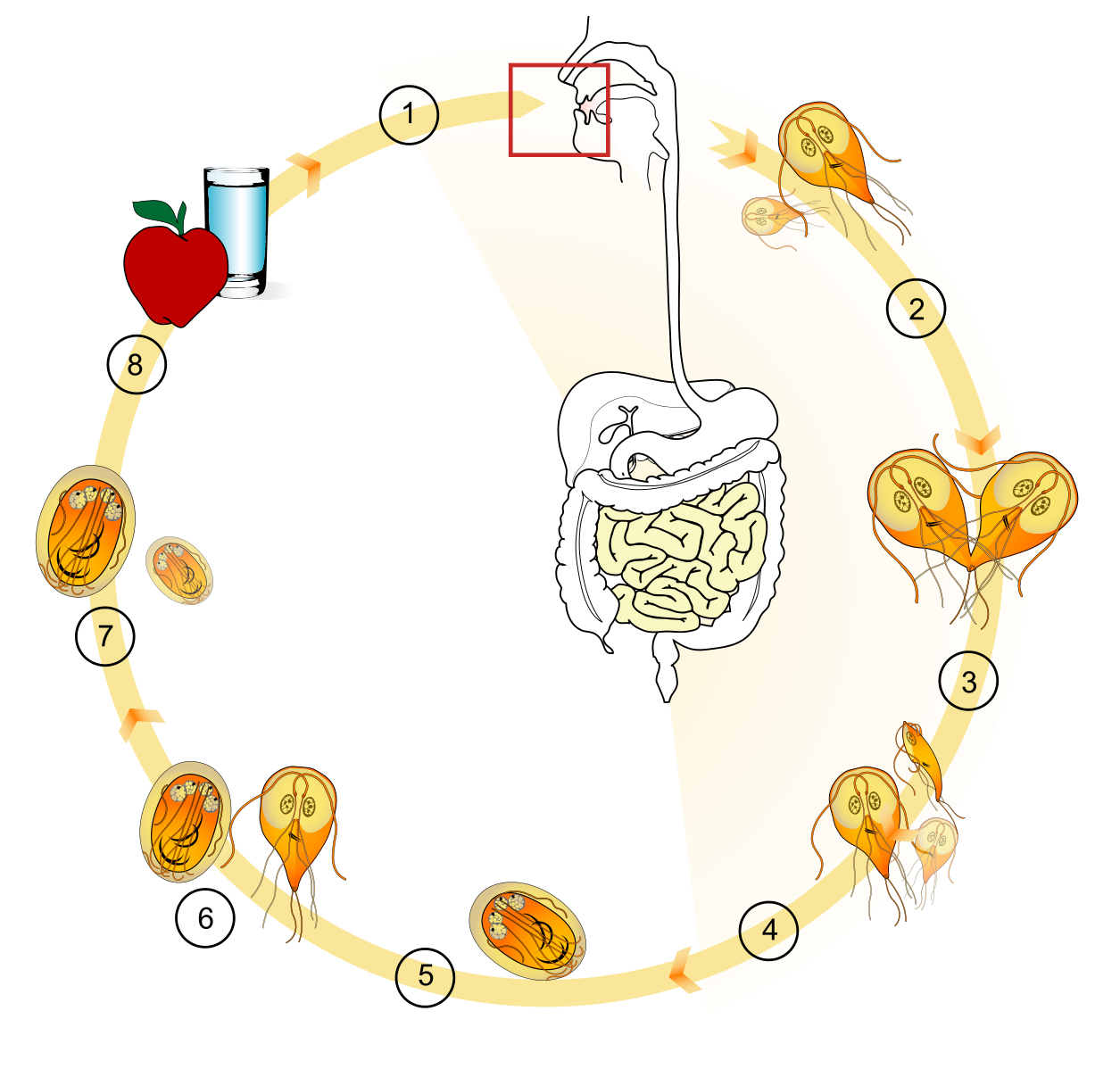 Циста жизненный цикл. Цикл развития кишечной лямблии. Лямблия цикл развития. Цикл развития лямблии схема. Жизненный цикл лямблии кишечной схема.