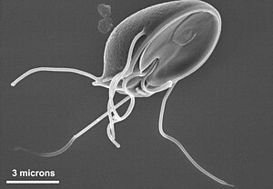 protozoare purtate de sânge extirparea mucoasei papiloma