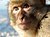 Gibraltar Barbary Macaque