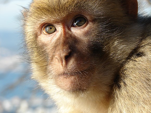 This young Barbary macaque is part of a group of 25 to 70 individuals from several different monkey families in Gibraltar.