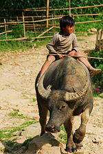 Hình thu nhỏ cho Trâu ngố