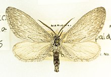 Glaucina spaldingata, -26136, Det. R. Hannawacker, Upper Santa Ana River, San Bernardino, California. 6 June 1949, John L. Sperry (49551431047).jpg