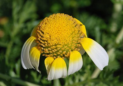 Glebionis coronaria (Garland Chrysanthemum)