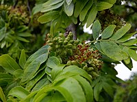 Gleditsia triacanthos Flower HW1.jpg