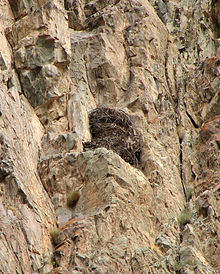 The cliff nest of a golden eagle Golden Eagle Nest (Aquila chrysaetos).jpg