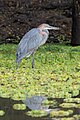 * Nomination Goliath heron (Ardea goliath), neck folded in early morning, S. Luangwa Nat'l Park, Zambia --Tagooty 01:10, 25 July 2023 (UTC) * Promotion  Support Good quality -- Johann Jaritz 01:57, 25 July 2023 (UTC)