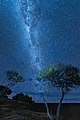 Gorgeous milky way shot with a grass tree which is unique to Australia.jpg