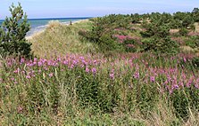 Végétation sur le sable près du littoral, avec des fleurs et quelques arbustes.